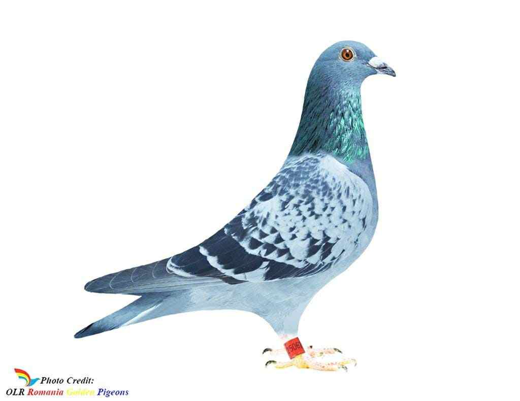 RO-22-250620 KOPMAN&MR.BLUE