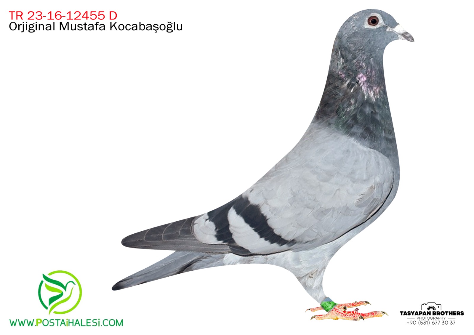 TR-23-16-12455 050&ALGARVE GİANT