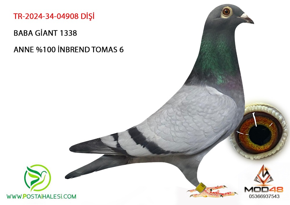 TR-2024-34-04908 ALGARWE GİAT 1138%  100  İNBERED THOMAS 6