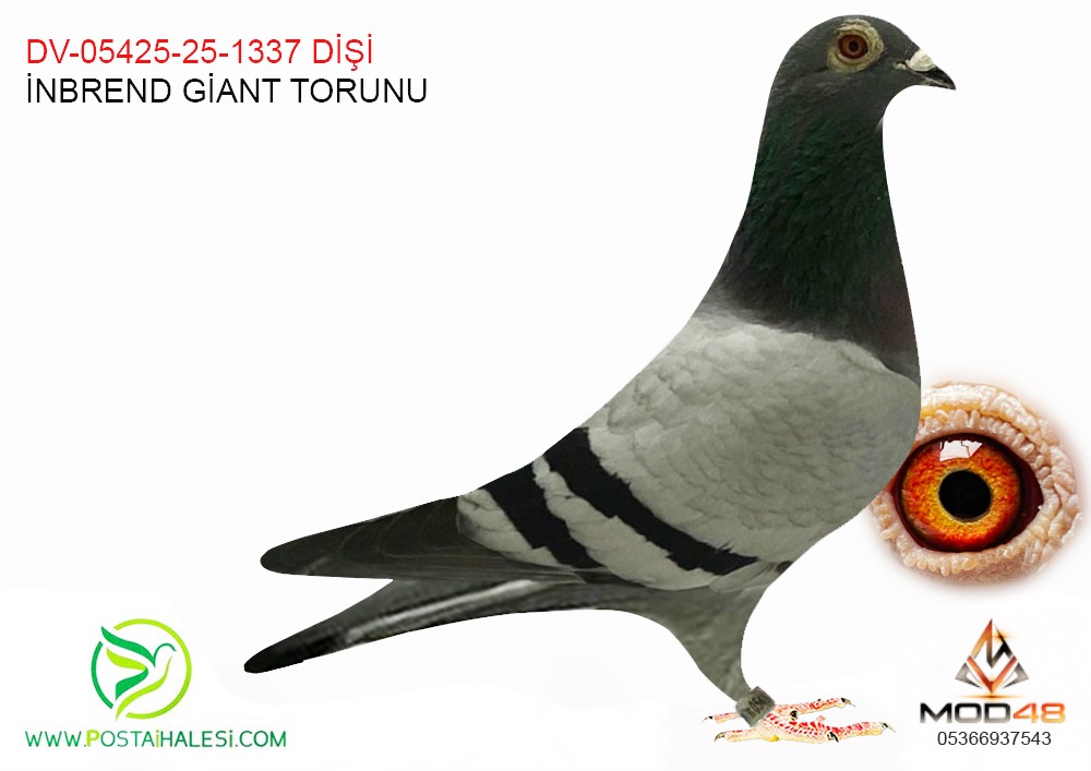 DV-05425-1337 İNBREND GİAN TORUNU