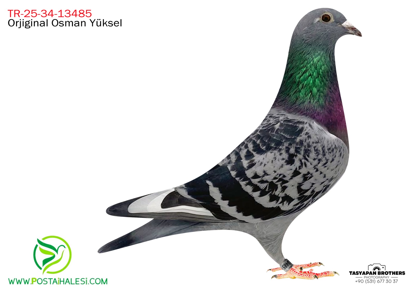 TR-25-34-13485 LUİS VANLON