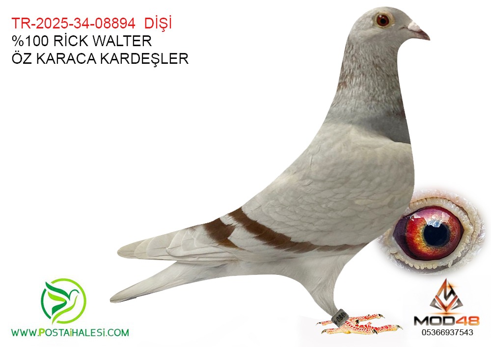 TR-2025-34-08894 %100 RİCK WALTER