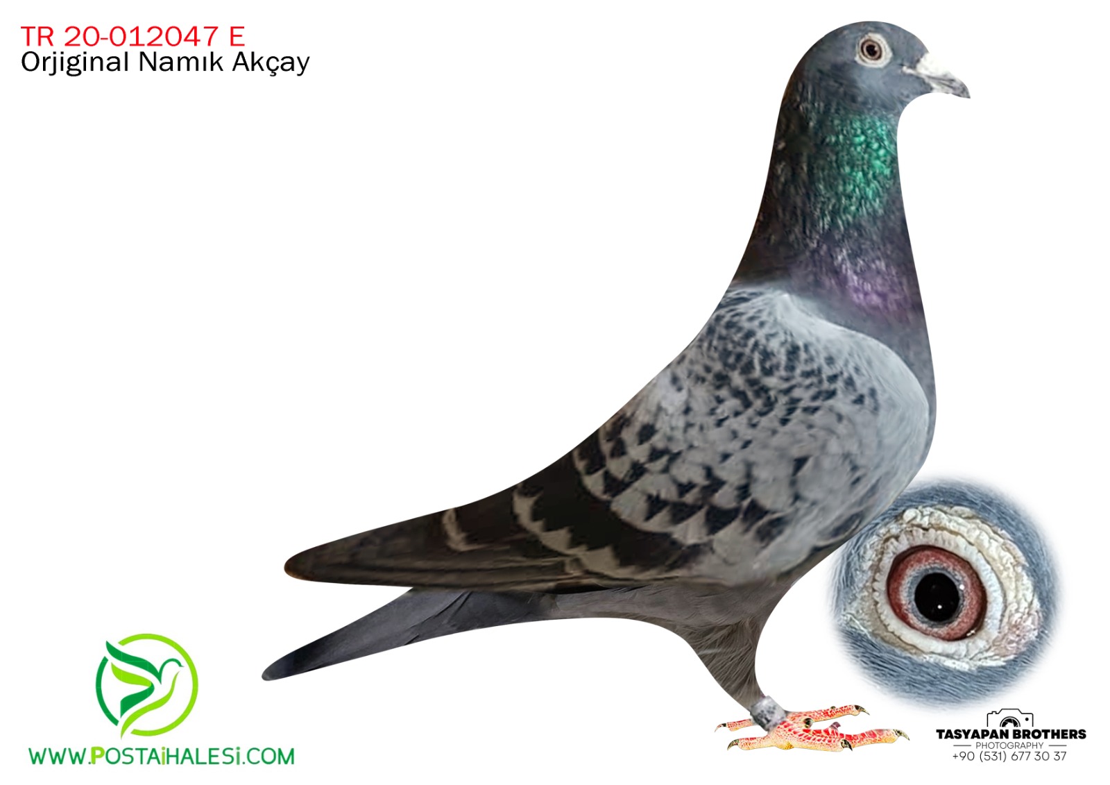 TR-20-012047 ORJİNAL  NAMIK AKÇAY VAN HOVE İNBREET GOLDEN BOY