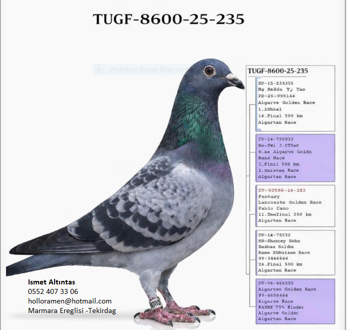 TUGF-8600-25-235  ALGARVE GOLDEN RACE ÇİFT ACE KLASMAN ŞAMPİYONUNDAN ÇIKMA