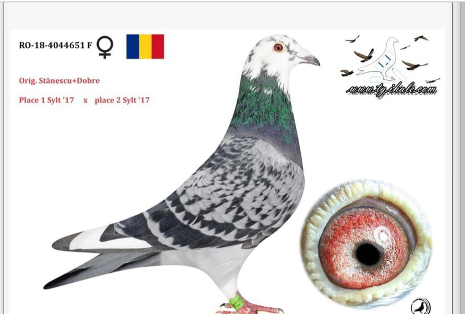 RO 18-4044651  A. CLAS &ROMARİO