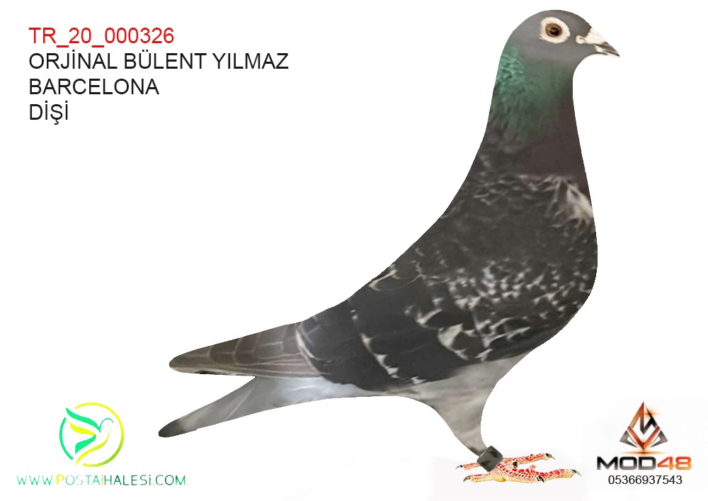 TR  20-000326 BARCELONA