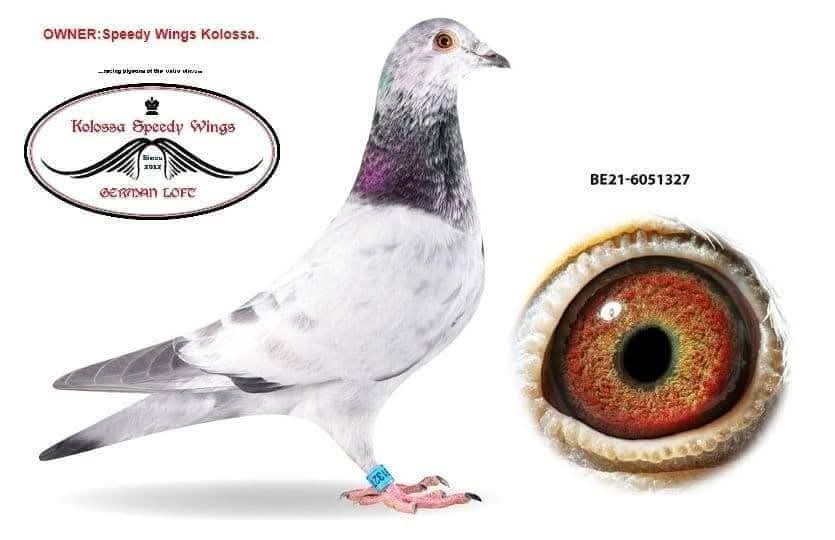 B 21-6051327 İNBİREND PİTBULL TORUNU
