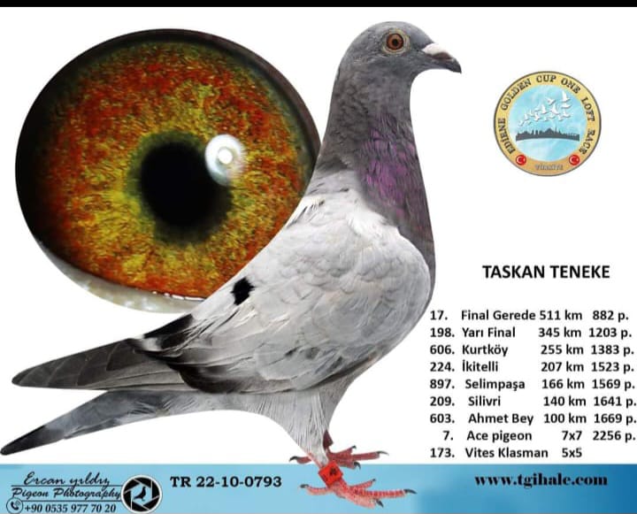 TR 22-0793 050&GİLETTE TORUNU 511 KM 17 ACE 7