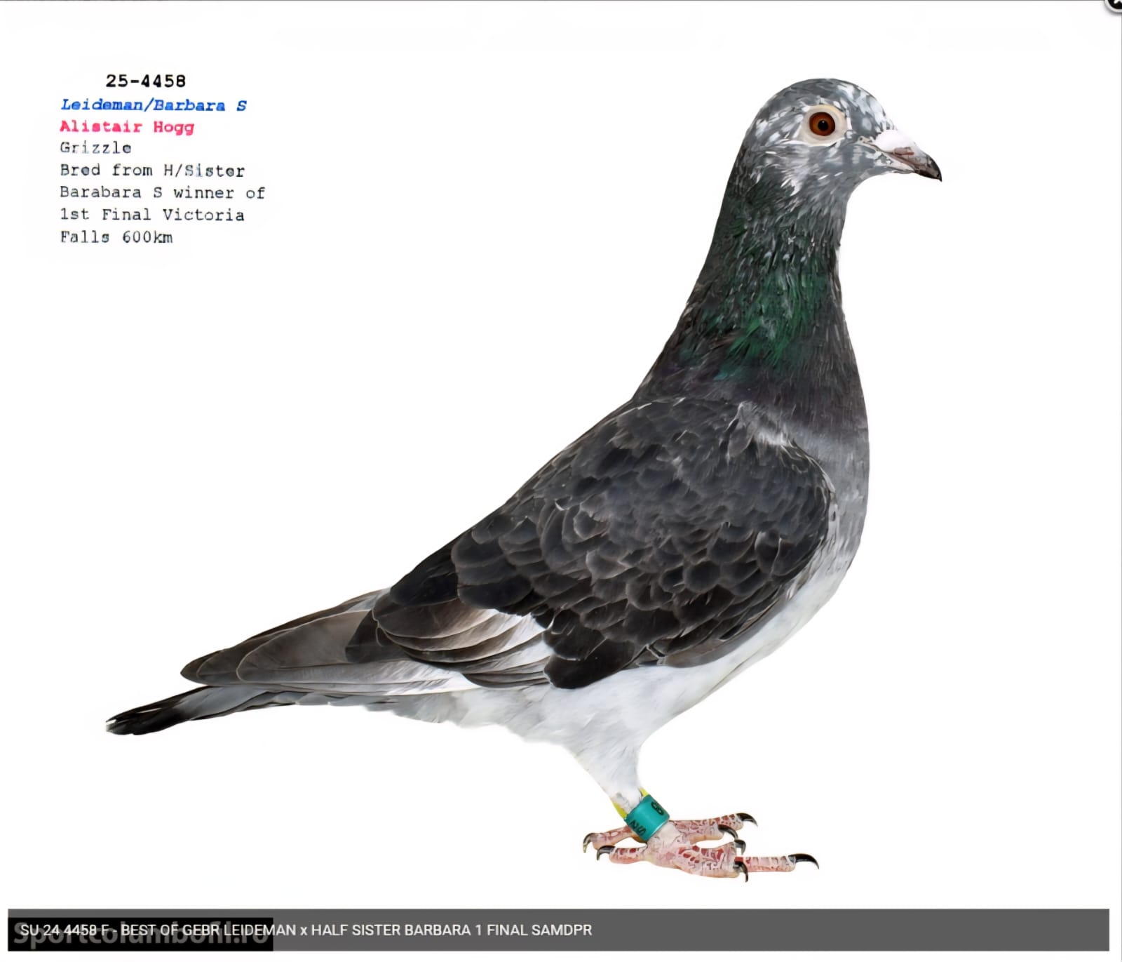 SU-25-4458 GOED GRİJS-ARİE-Dİ-JKSTRA ANNEDEN KARDEŞİ 600 KM  FİNAL ŞAMPİYONU