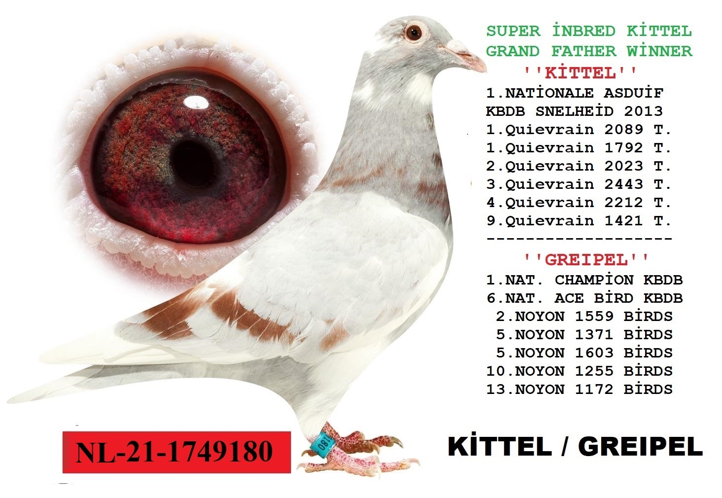 NL-21-1749180 VAN DEN BLUCK DİREK KİTTELİN TORUNU