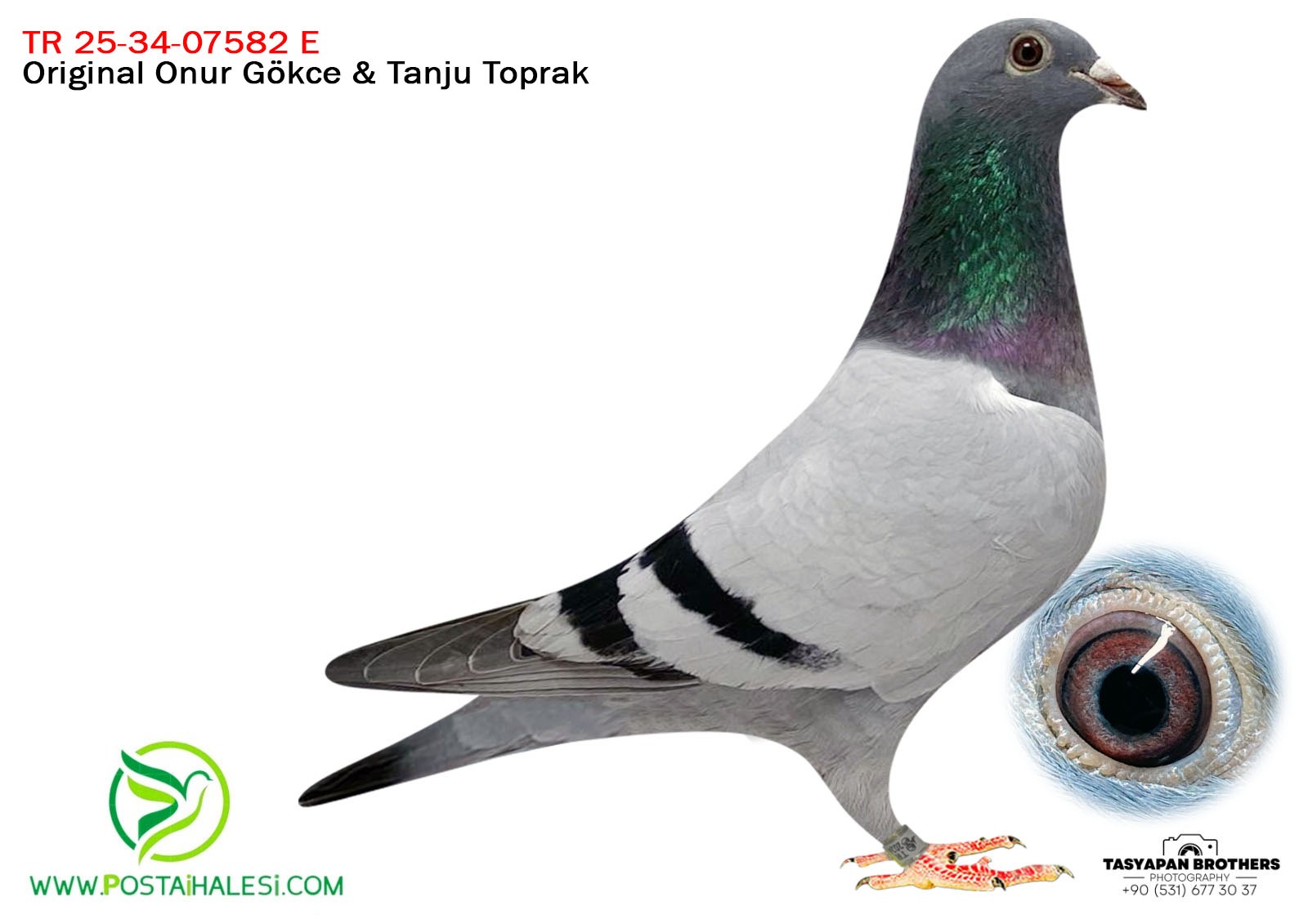 TR-25-34-07582 BEST KİTTEL DE KİTTEL & GOLDEN PORŞHE