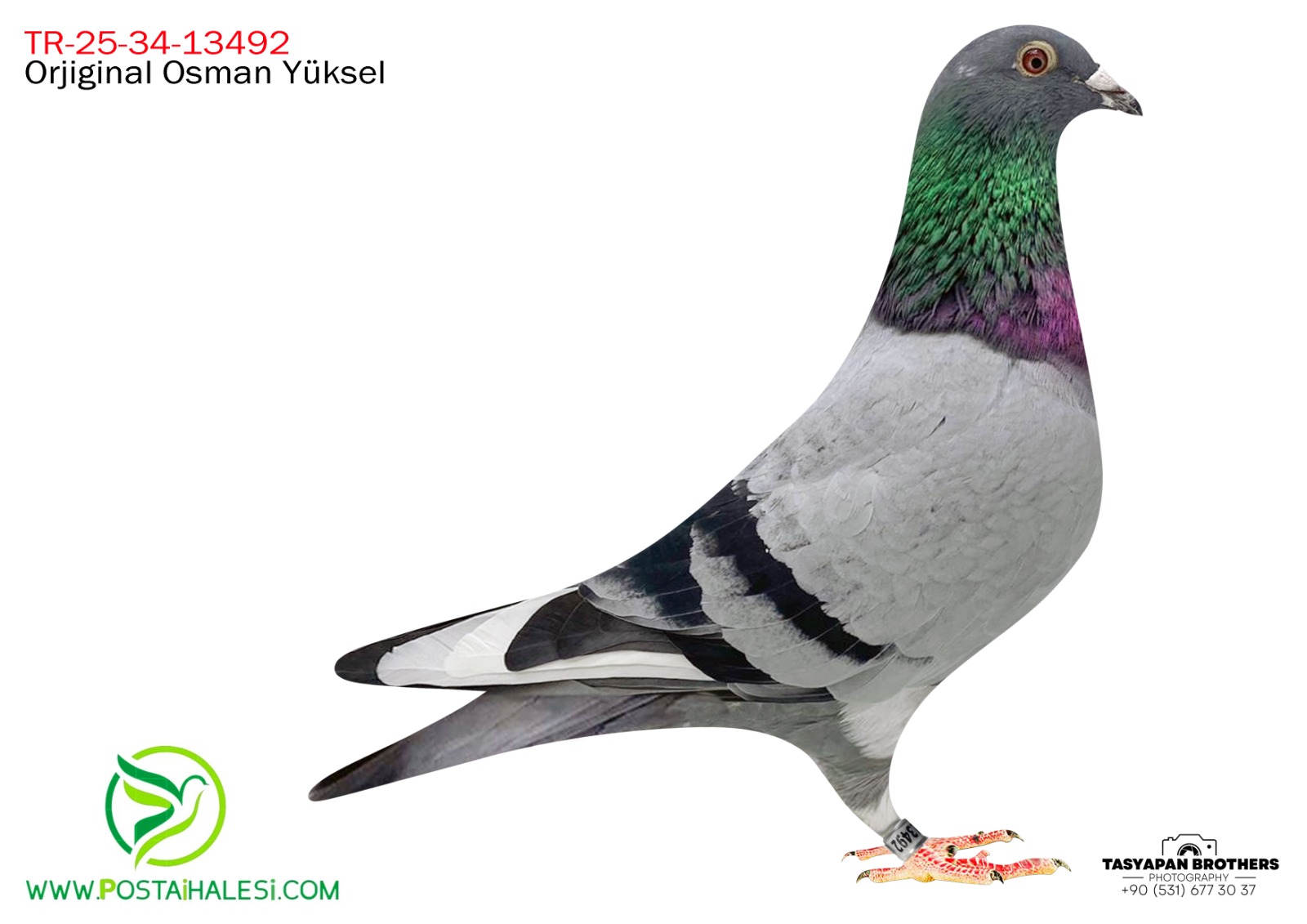 TR-25-34-13492 PETER KRİL RAPONSKİ 