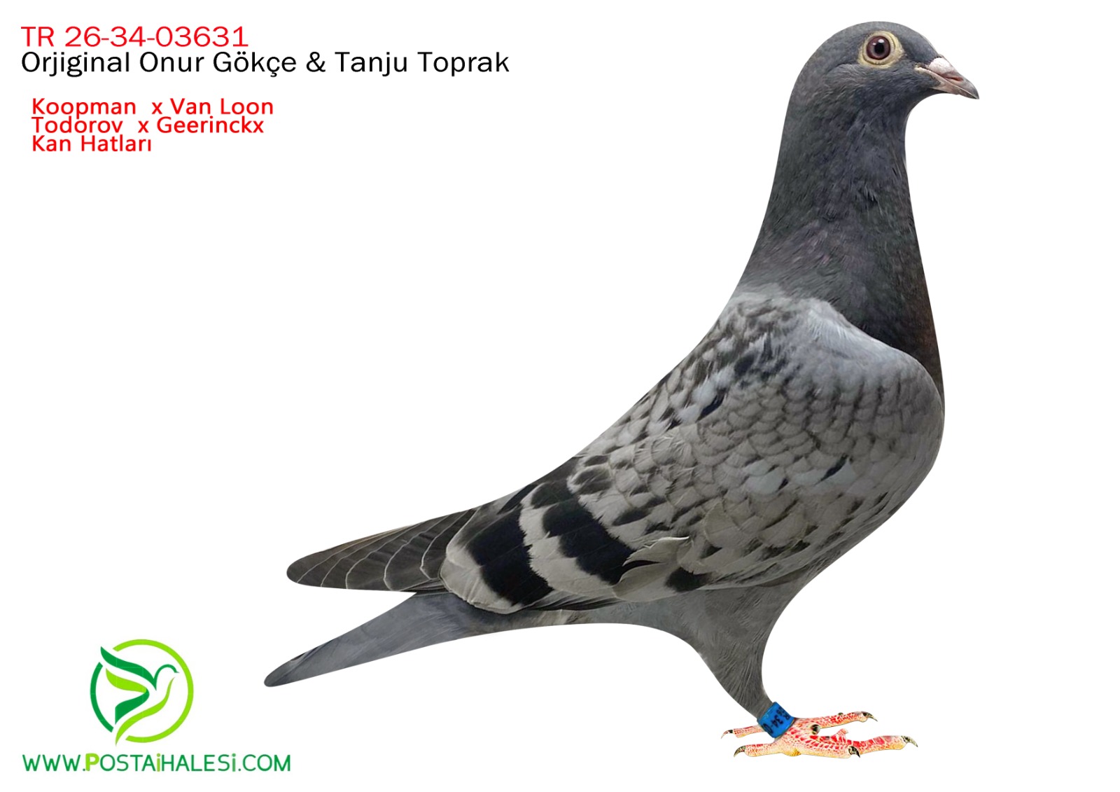 TR-26-34-03631  KOOPMAN-VANLON-TODOROV KUŞUN BABADAN KARDEŞİ MANİSA ARENA FİNAL 102 ACE 90