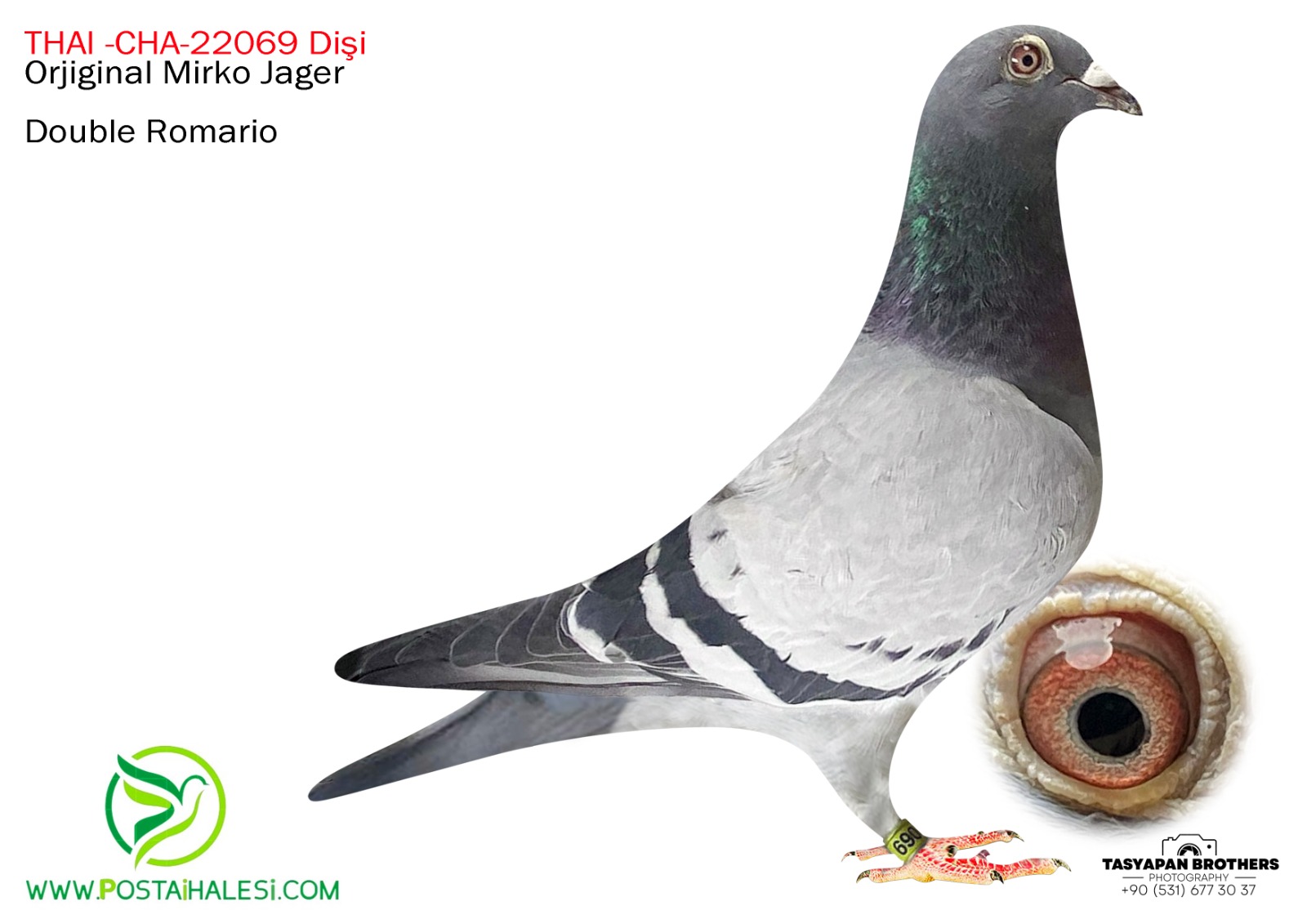 THAI-CHA-21-22069 ROMARİO ÇİFT TARAFTAN TORUN KUŞ 500 KM FİNAL 136 