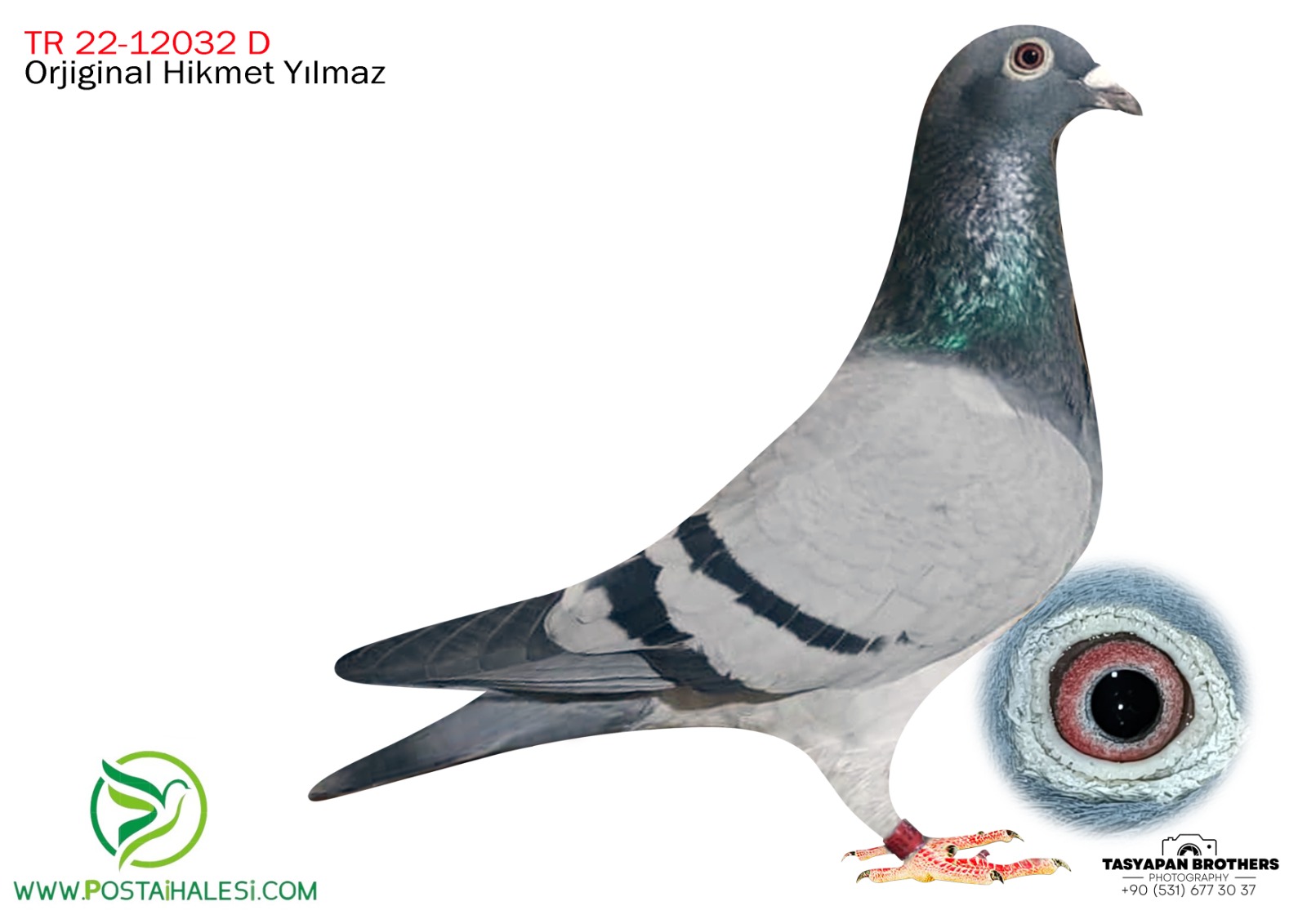 TR-22-12032 ORJİNAL HİKMET YILMAZ %100 vanlon