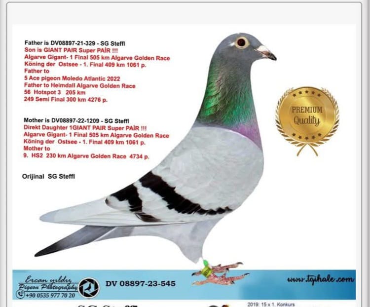 DV-08897-23-545 SG STEFF DUBLE GİANT PAİR