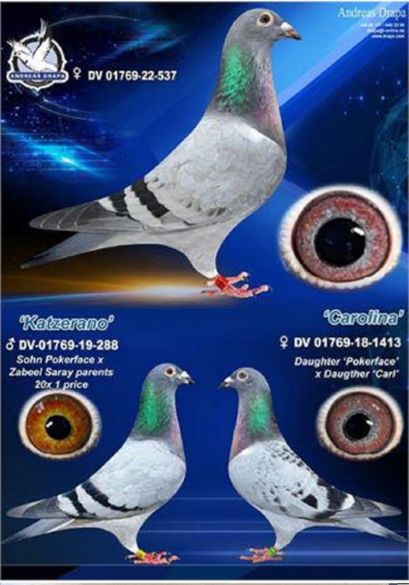 DV 01769-22-537 DUBLE DRAPPA TORUNU