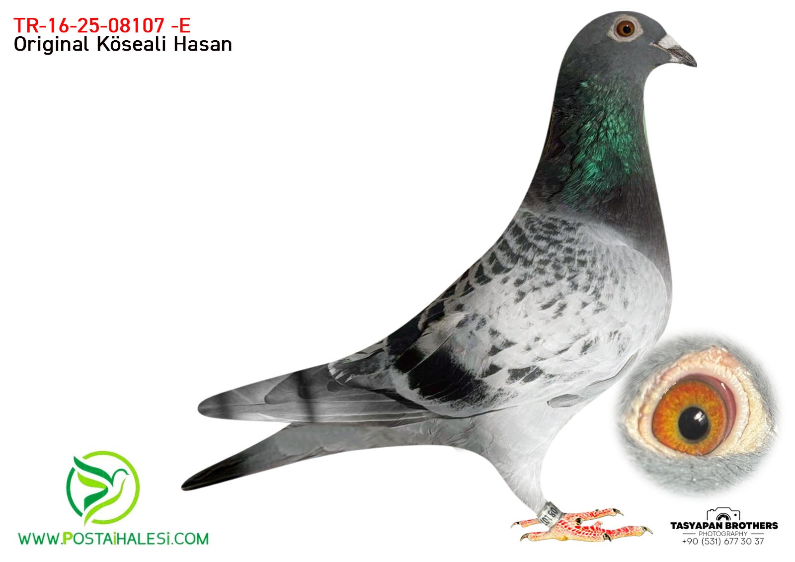 TR-16-25-08107 C G.KOOPMAN-HARDY KRUGER-050