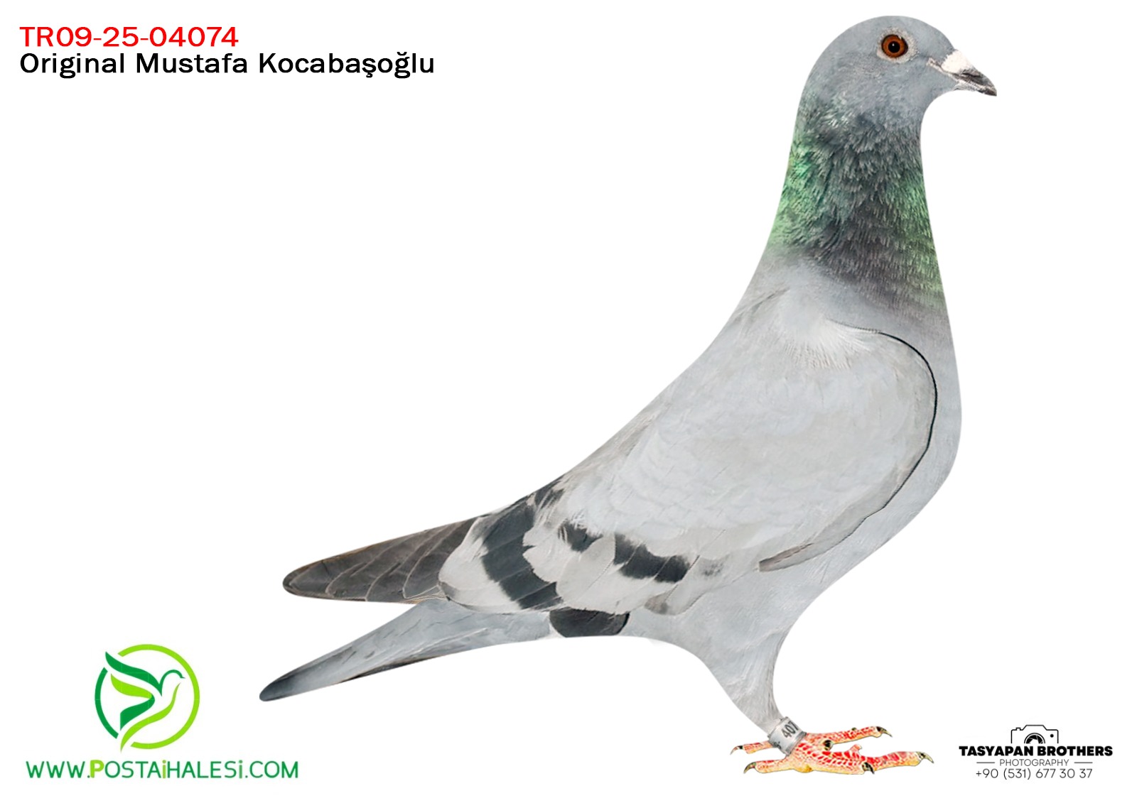 TR-09-25-04074 SG STEEF&050 &PİTBUL&KİTTEL