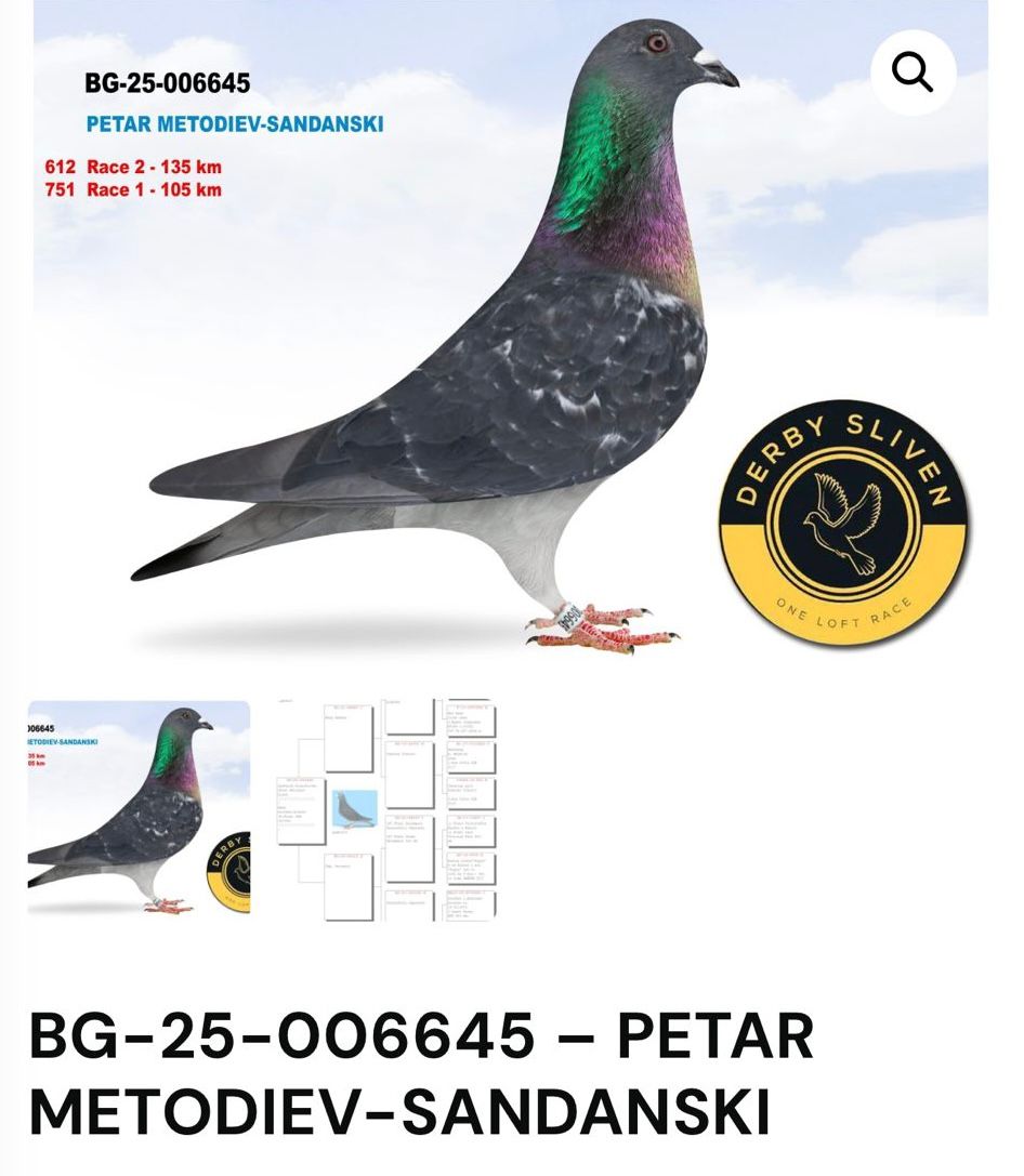 BG-25-006645 BLACK NİGT