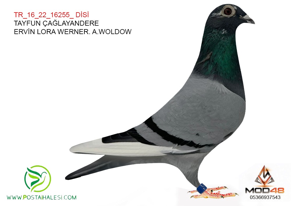 TR-16-22-16255 ERVIN LORE WERNER A.WOLDOW ABDULLAH OĞUZ 