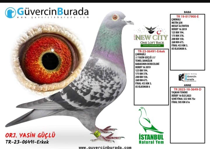 TR-23-06491 ÇİFT TARAFLI OGÜN KÖSE