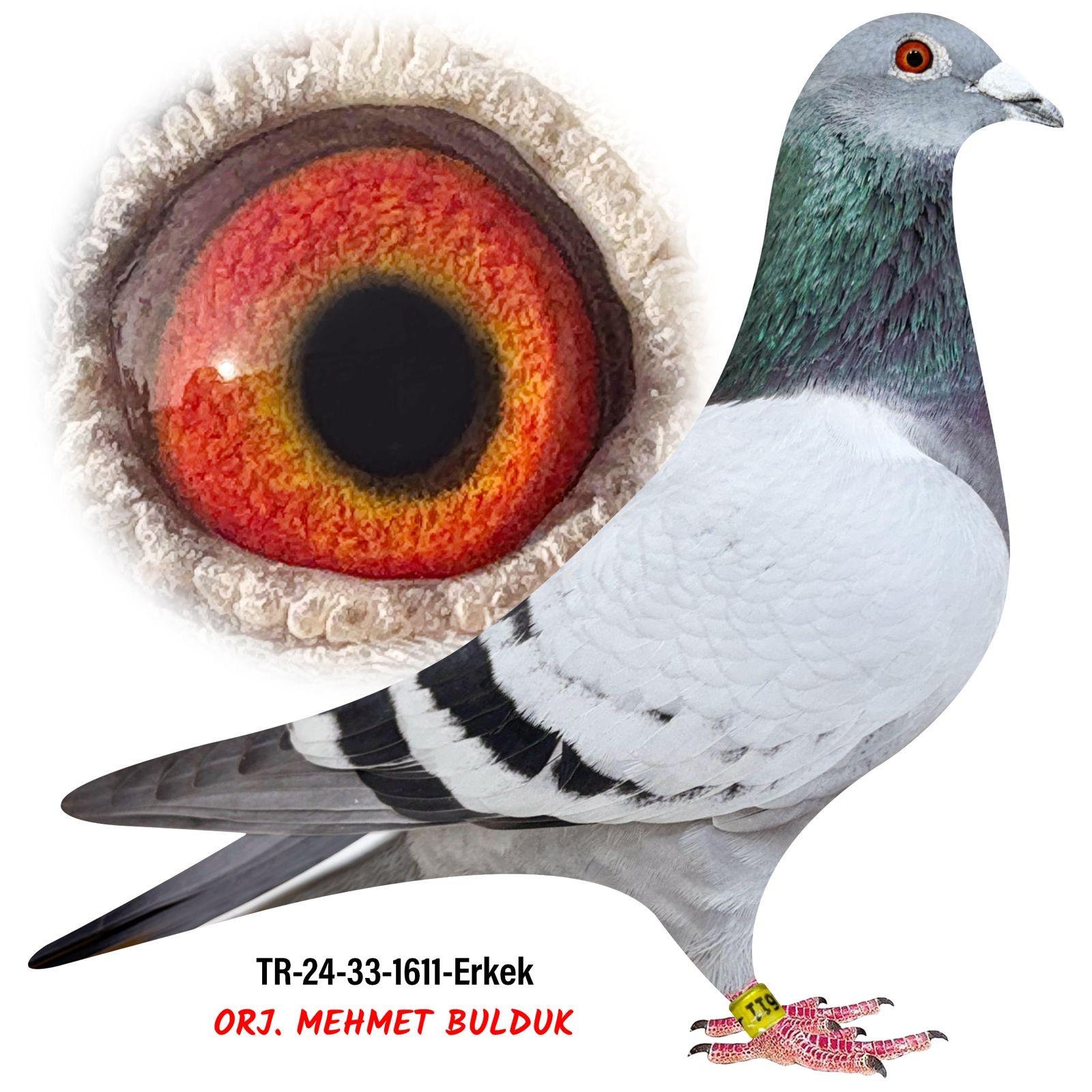 TR-24-33-1611 NEW KİTTEL