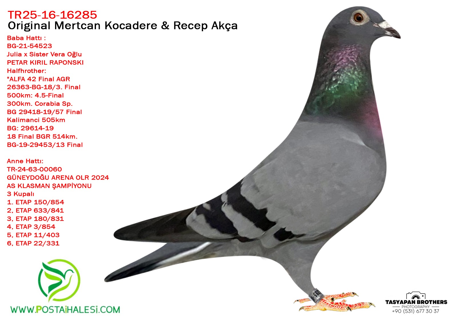 TR-25-16-16285 JULİA&VERA&SG STEFF KUŞUN ANNESİ 3 KUPALI 