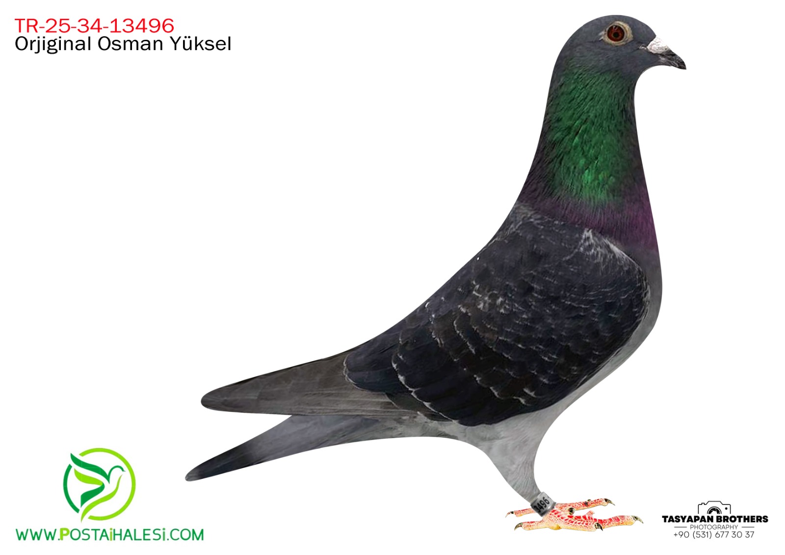 TR-25-34-13496 MENNE%100JOEL VERSCHOOT