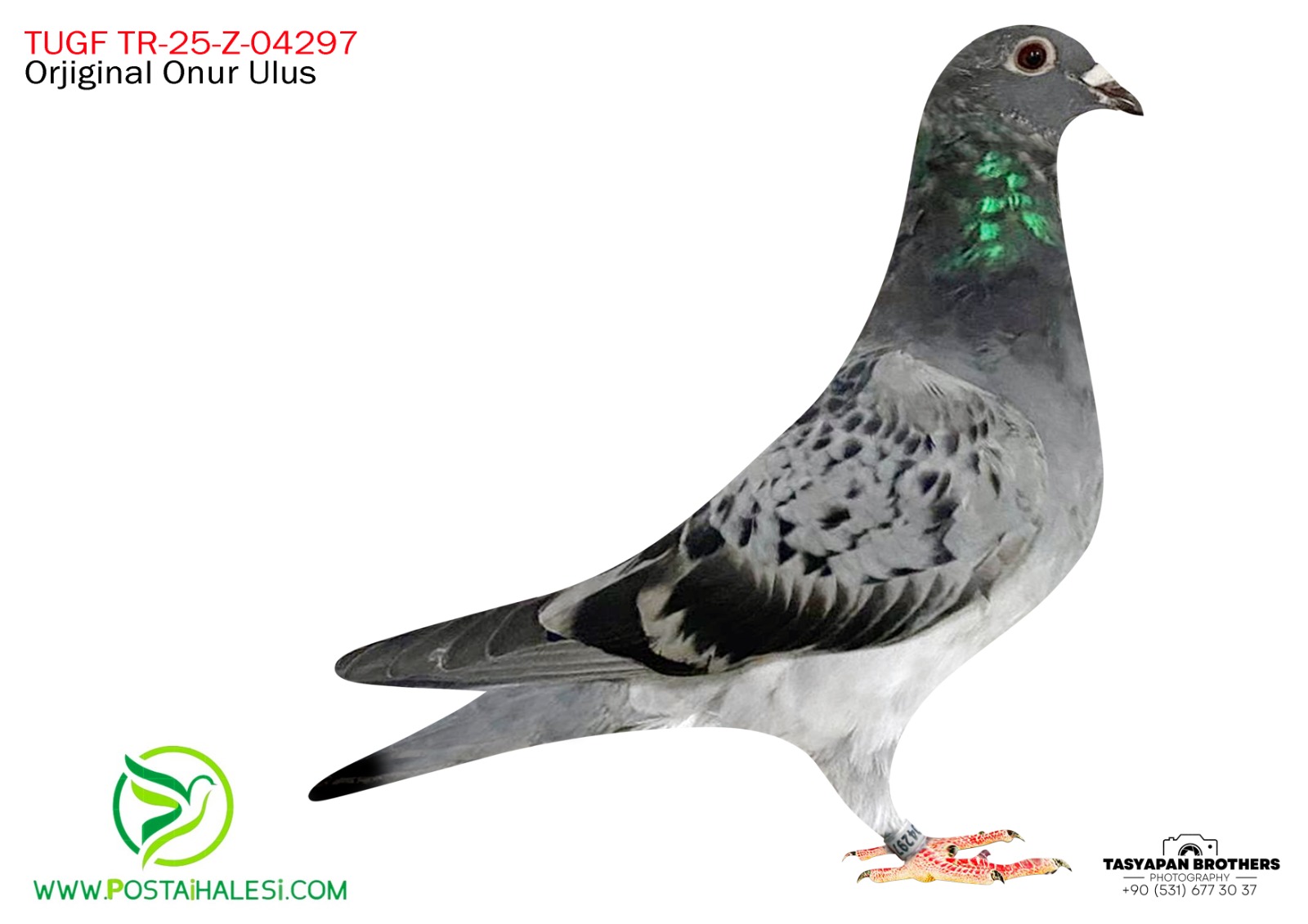 TUGF-TR-25-Z-04297 ORJİNAL 611 TORUN YAVRUSU  ANNESİ DERBY 16 FİNAL 7 ONUR ULUS