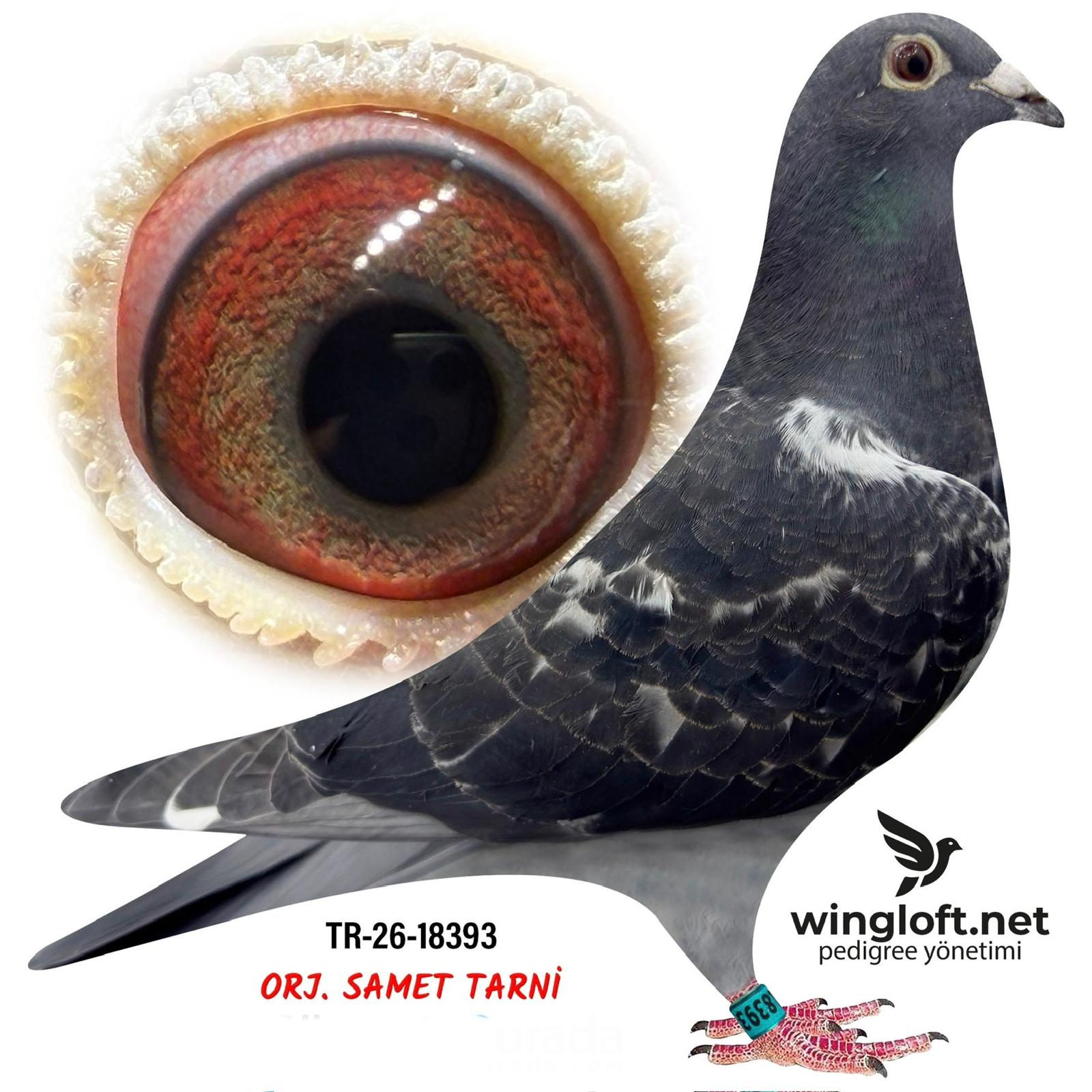 TR-26-34-18393 DEMBABA