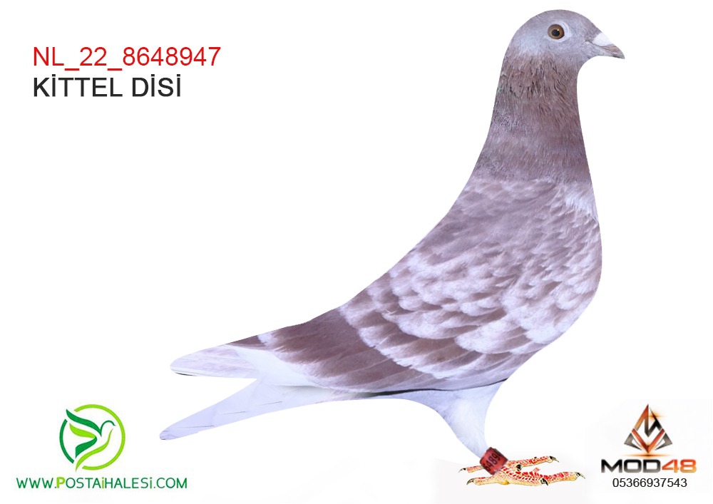 NL-2022-8648947-KİTTEL LEO HERAMANS-KOOPMAN GÜNTER PRANGA