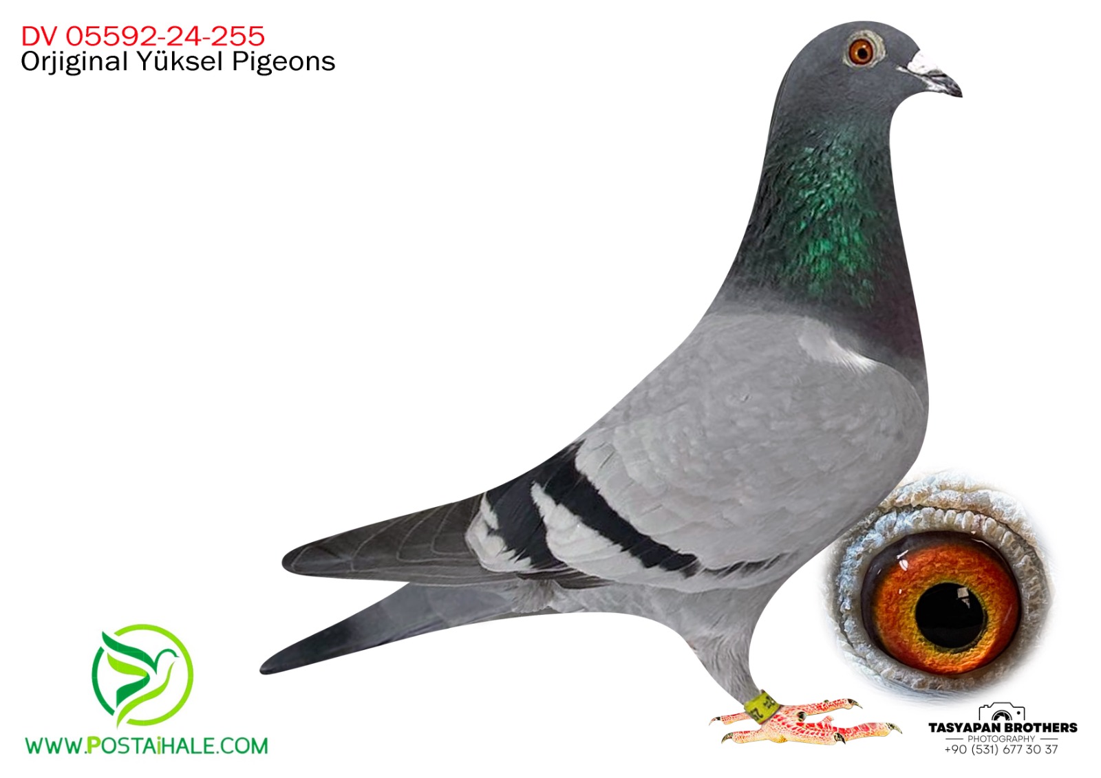 DV-05592-24-255 G.PRAANGA&HURİCAN