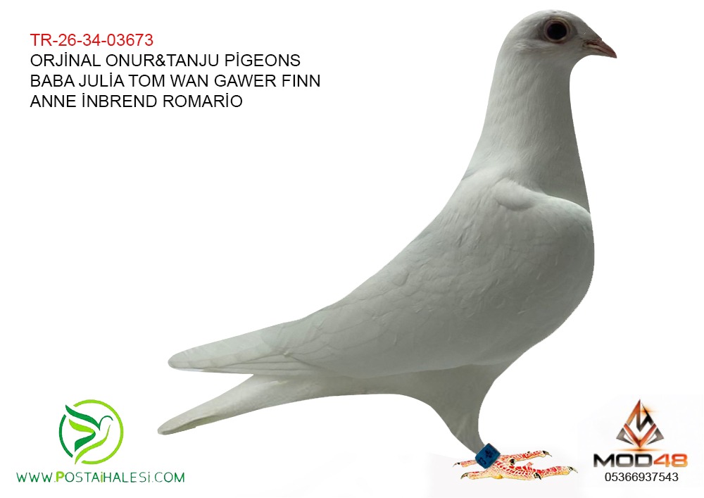 TR-26-34-03673 JULİA TOM VAN  GAWER FINN  ROMARİO