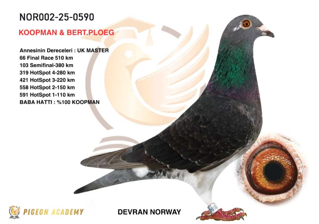 NOR002-25-0590 KOOPMAN-BERT.PLOEG