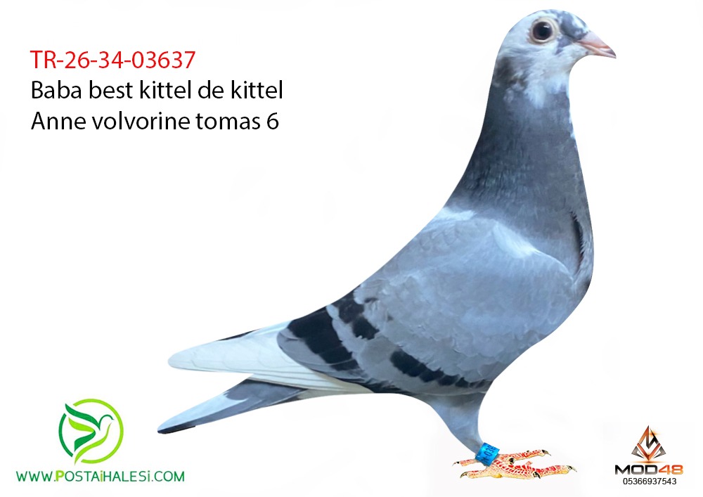 TR-26-34-03637- BEST KİTTEL DE KİTTEL PORSCHE 911 WOLWORİNE THOMAS6