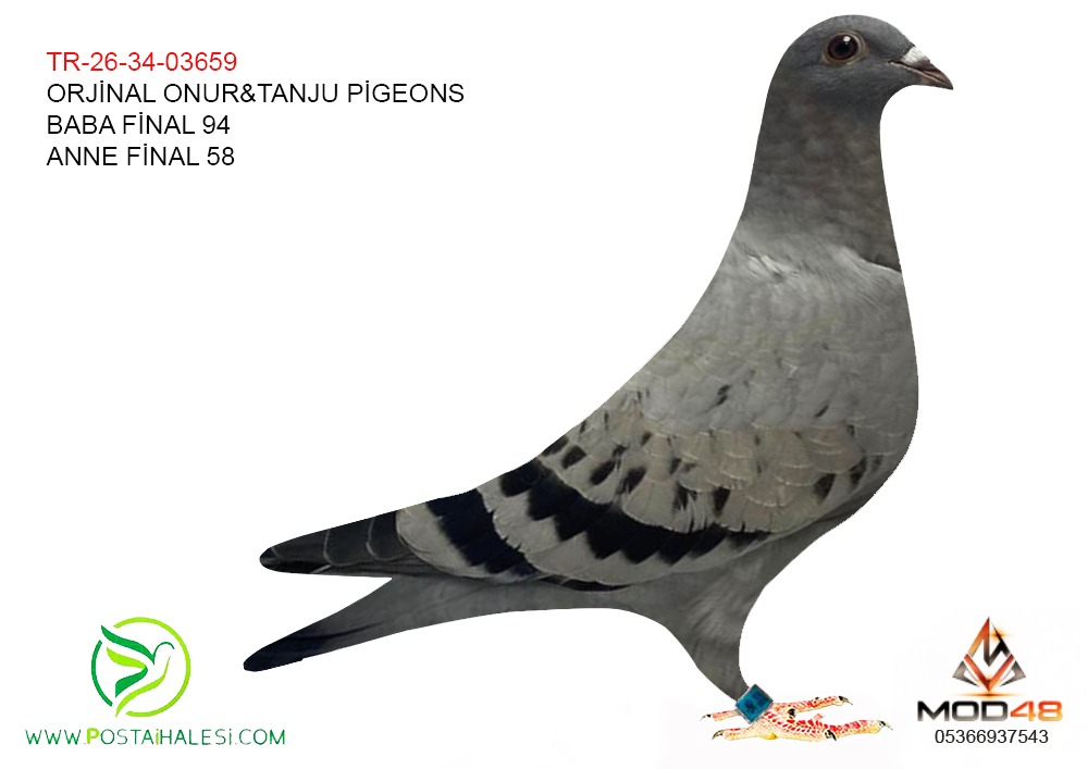 TR-26-34-03659 BABA FİNAL 94 ANNE FİNAL 58