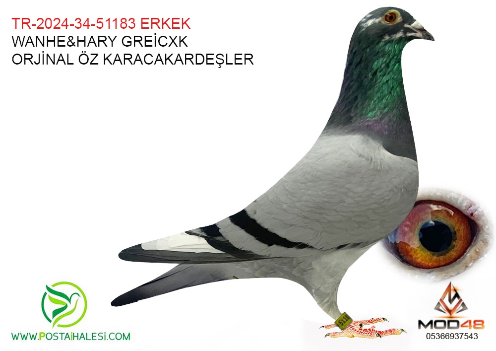 TR-2024-34-51183 WANHE-HARY GEREİCX