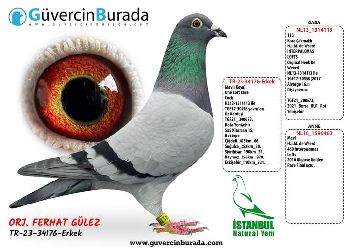 TGF-2023-34-34176 H.J.M DE WEERD