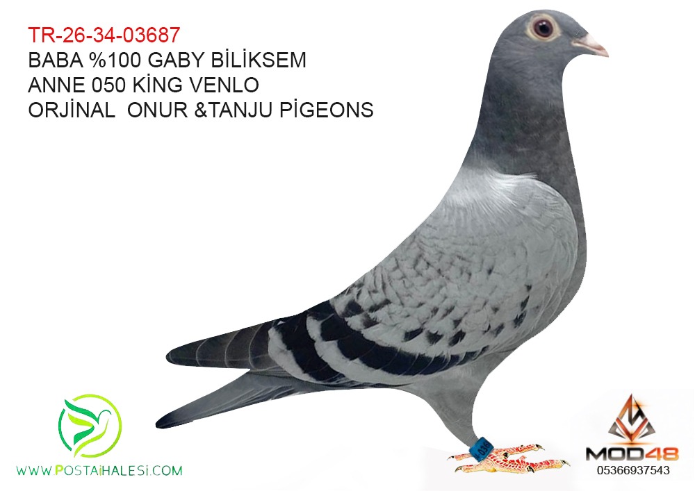 TR-26-34-03687  %100 GABY BLİKSEM-050 KİNG OF VENLO 