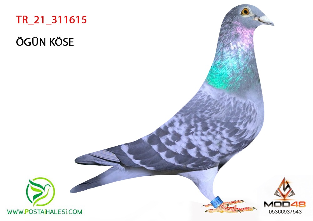 TR-21-311615 OGÜN KÖSE