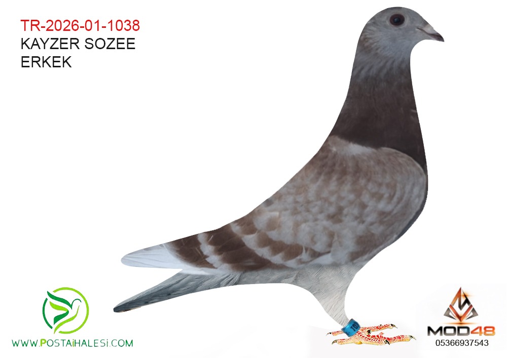 TR-26-01-1038 KİTTEL 