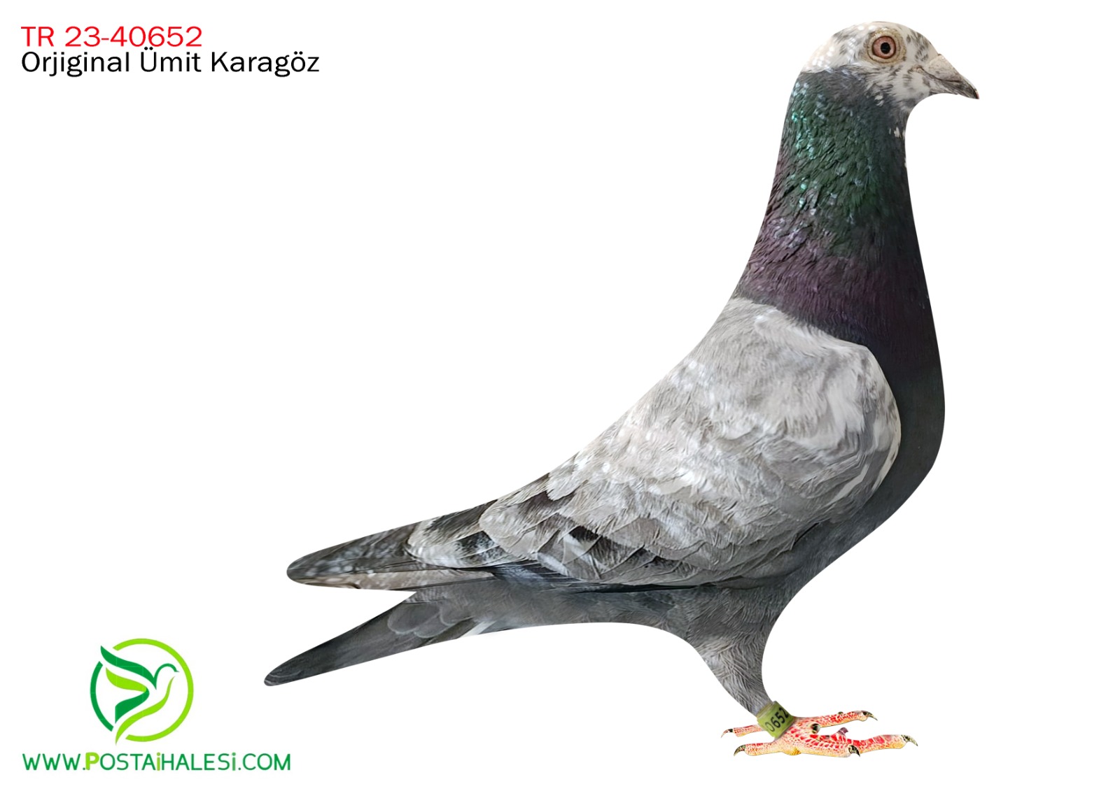 TR-23-40652 İLYAS ŞİŞİK