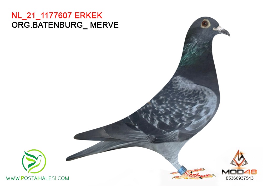 NL-21-1177607.ORG.BATENBURG.MERVE LEW LUAERET