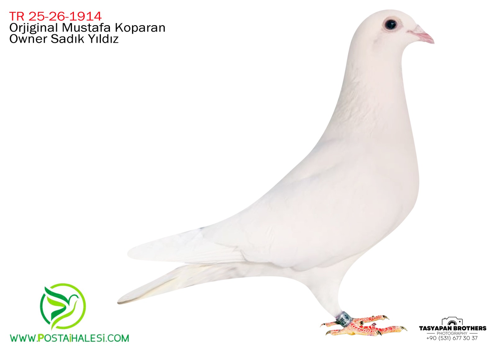 TR-25-26-1914 KOPMAN GERİSX