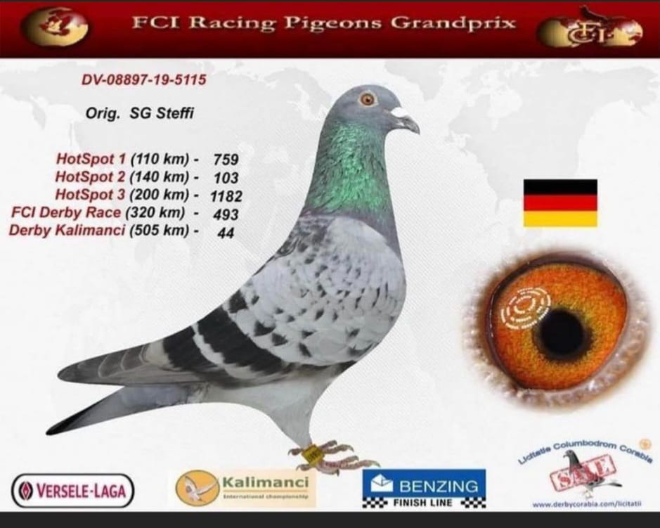 DV-08897-19-5115 KALEMANÇİ KİNG OGLU KİNG VENLO TORUNU 505 KM FNAL 44