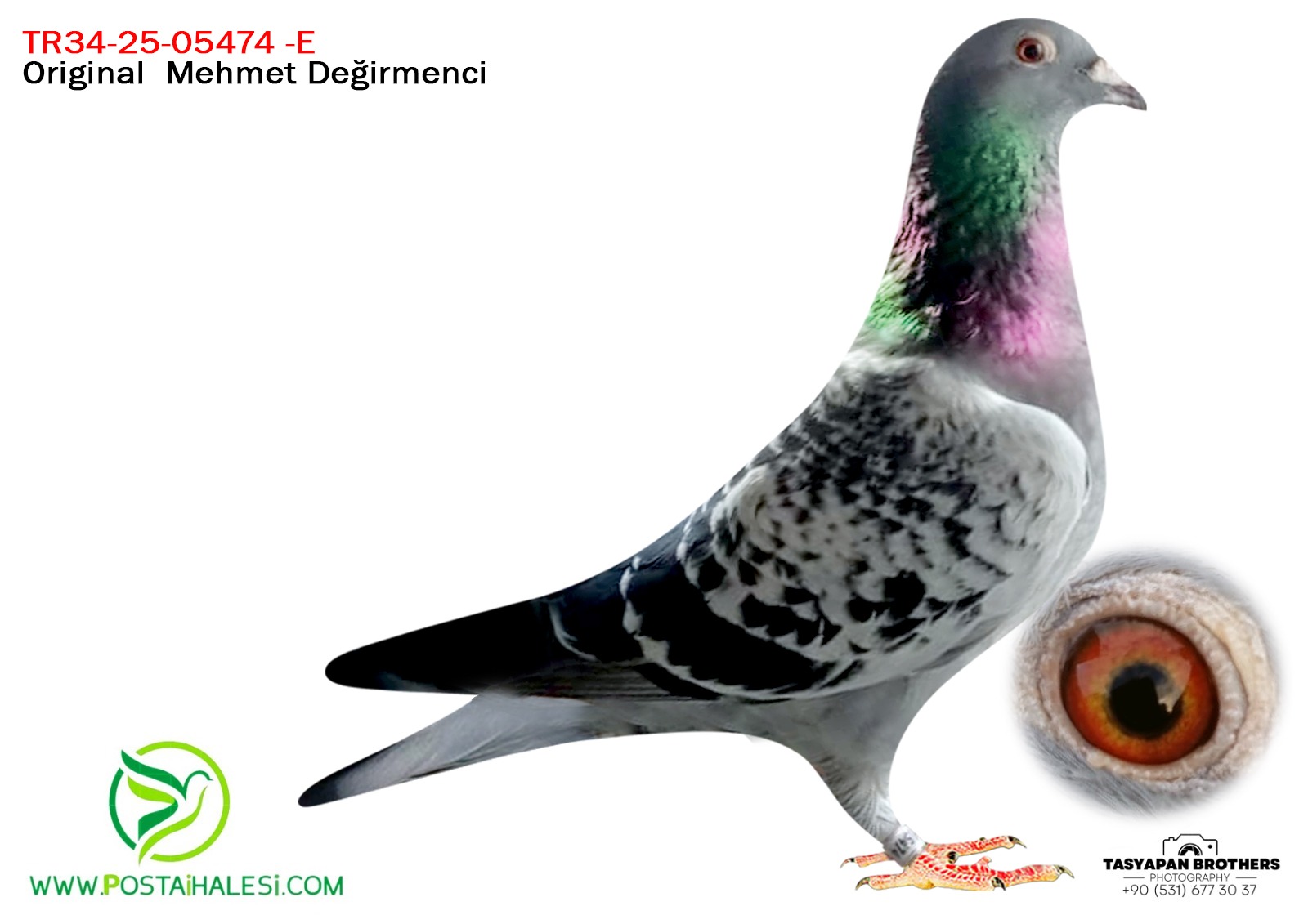 TR-25-34-05474 PORŞHE 911& TAŞKAN TENEKE