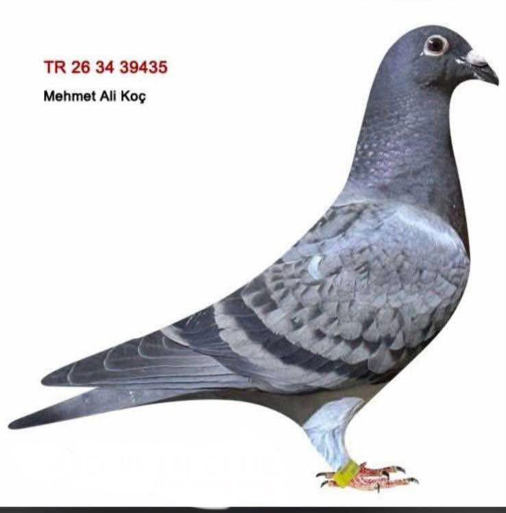 TR-26-34-39435 ORNAT&HARDY KÜRÜGER