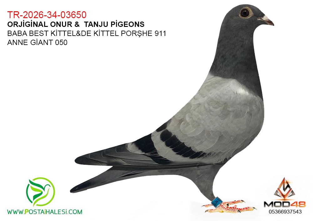  TR-2026-34-03650.DE KİTTEL BEST KİTTEL PORSCHE 911 050 GİANT