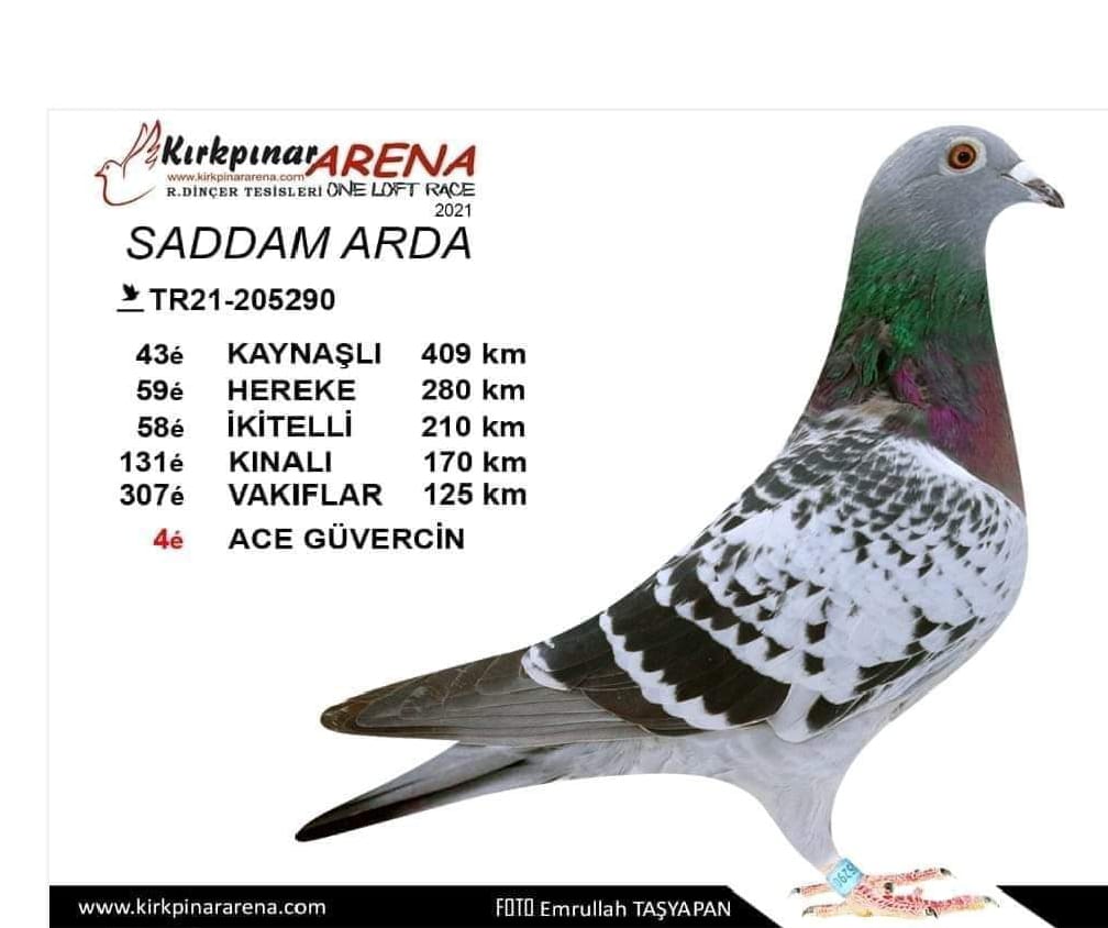 TR21-205290 KENDİSİ -ACE-4 FİNAL 409 KM 43